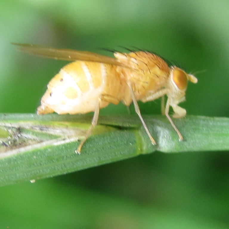 Sapromyza quadripunctata