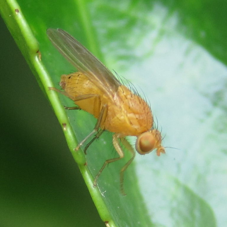 Sapromyza quadripunctata