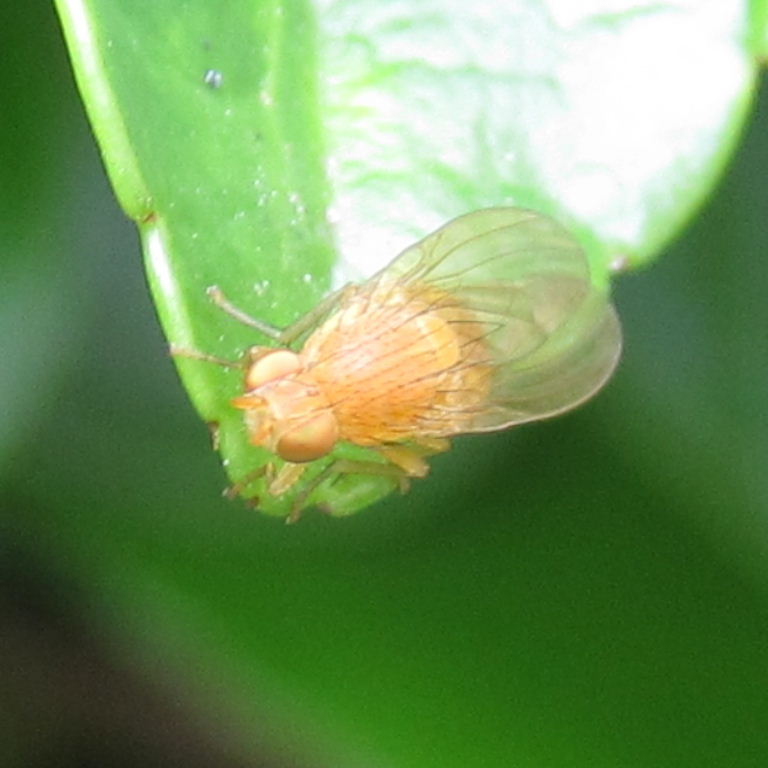 Sapromyza quadripunctata