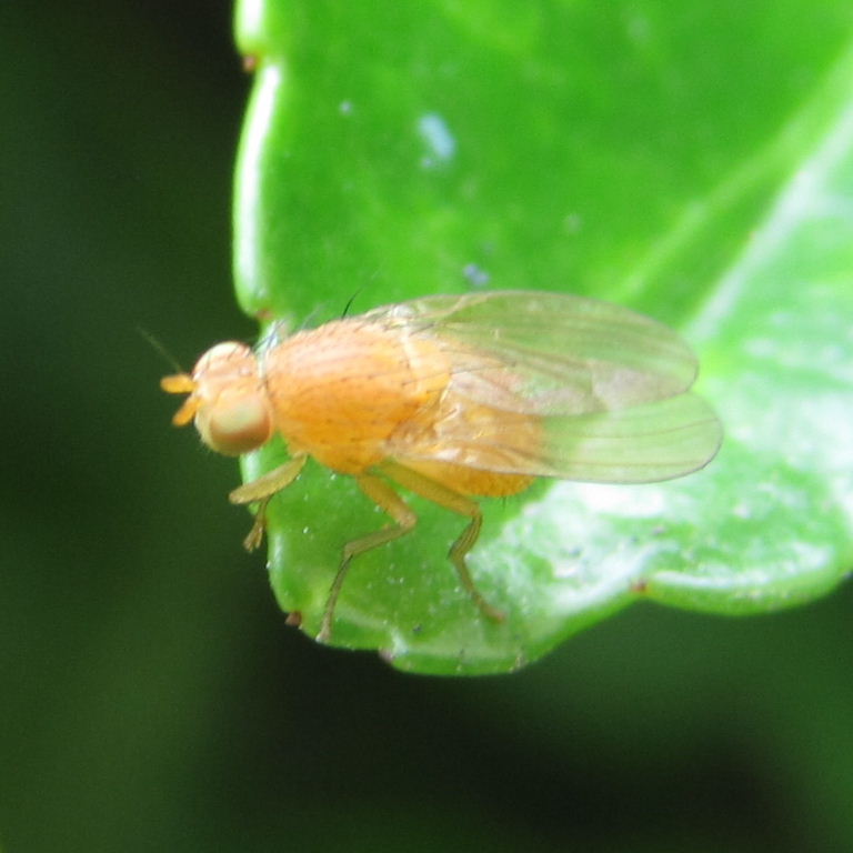 Sapromyza quadripunctata