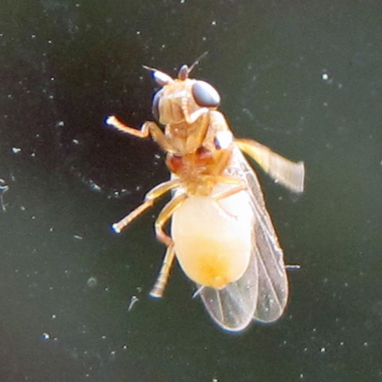 tiny yellow fly