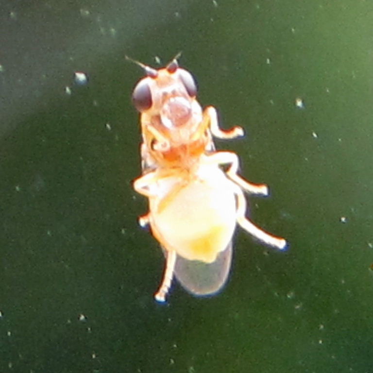 tiny yellow fly