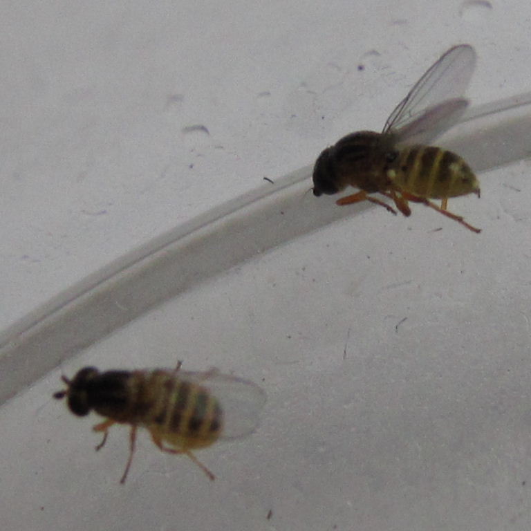 tiny yellow fly topside stripes