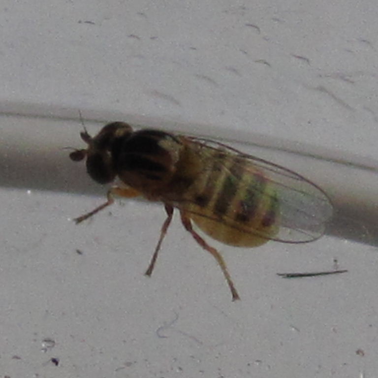 tiny yellow fly topside stripes
