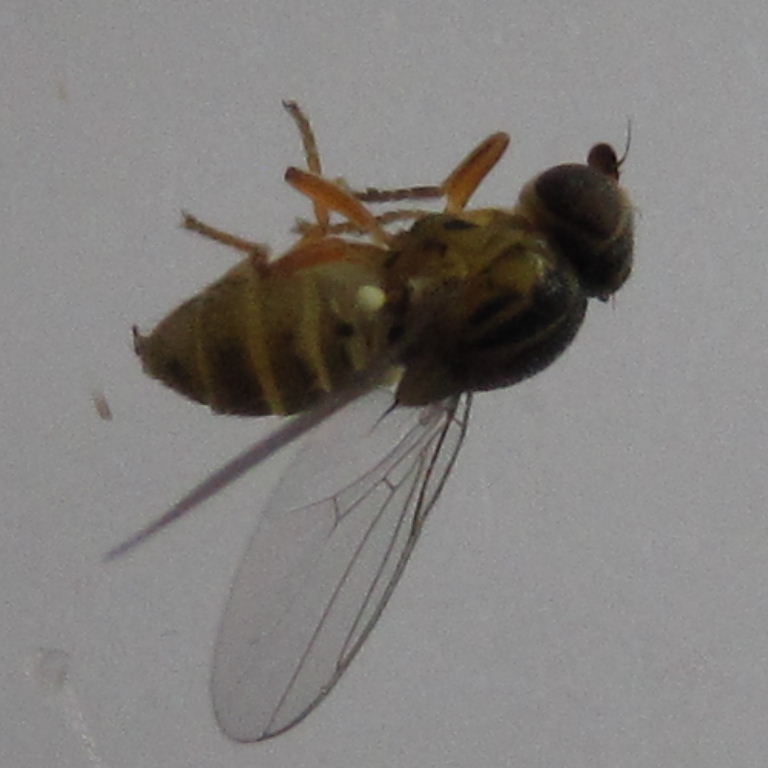 tiny yellow fly topside stripes
