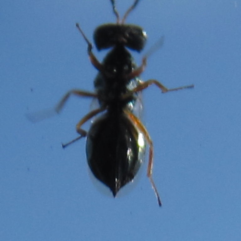 tiny black hammerhead fly 