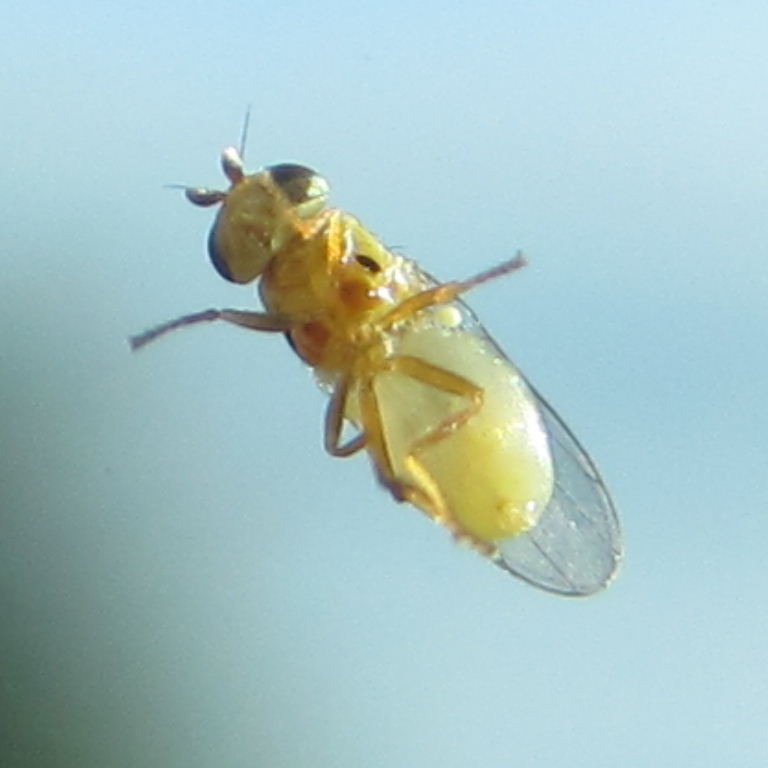 tiny yellow fly
