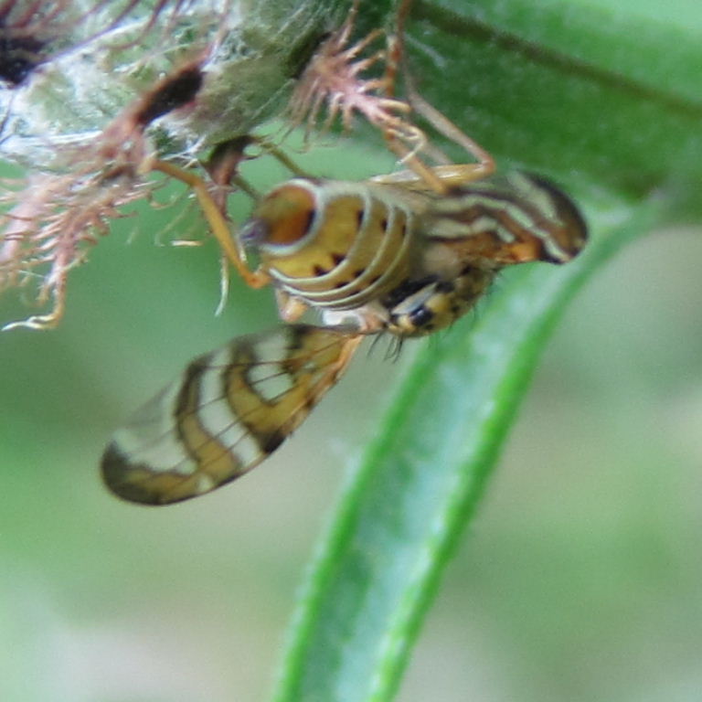 Cylindrica Fruit Fly
