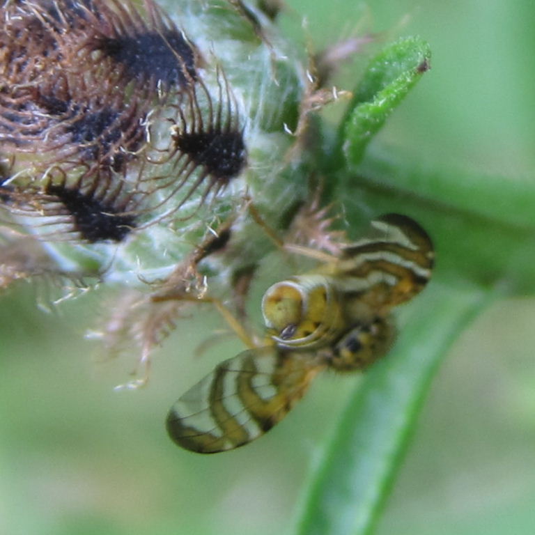 Cylindrica Fruit Fly