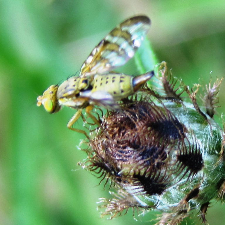 Cylindrica Fruit Fly