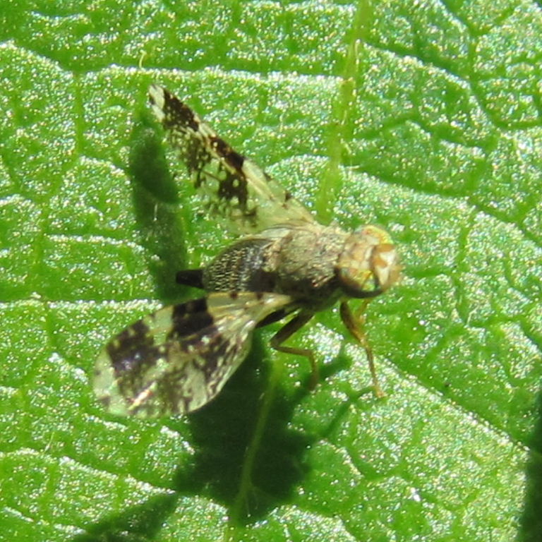 Formosa Fruit Fly female