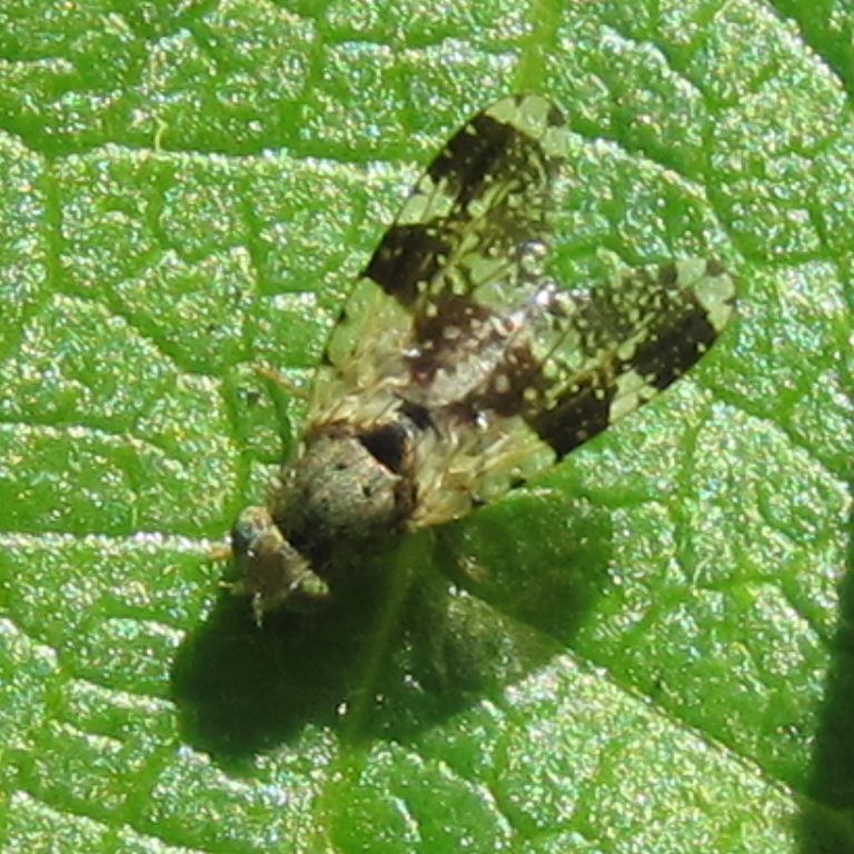 Formosa Tephritid Fruit Fly