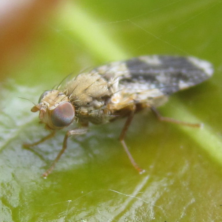 Formosa Tephritid Fruit Fly