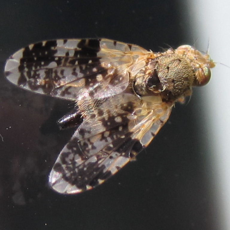 Tephritid Fruit Fly