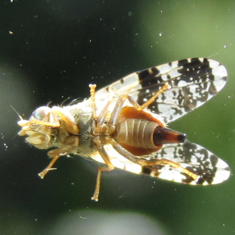 Tephritis formosa with ovipositor