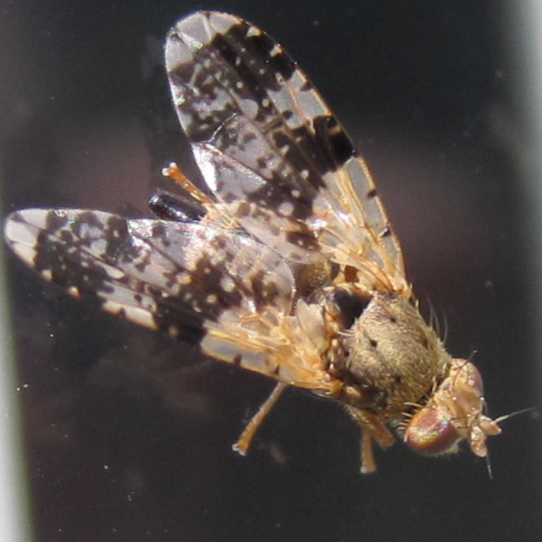 Tephritid Fruit Fly