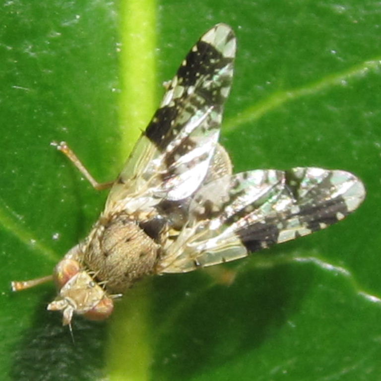 Tephritis Fruit Fly