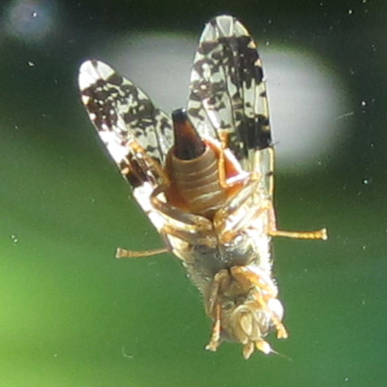 Formosa Tephritid Fruit Fly female