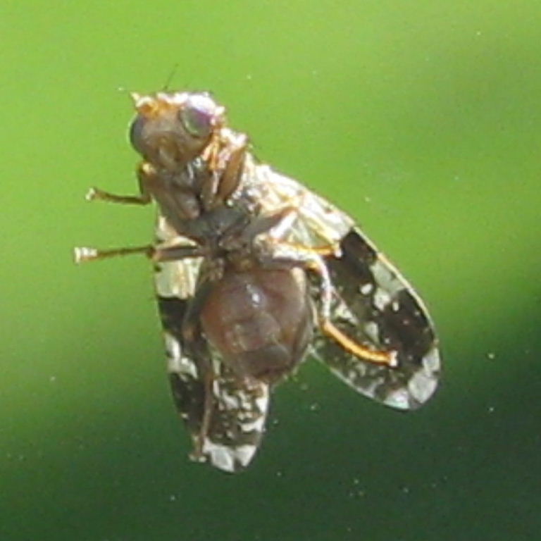 Tephritid Fruit Fly male