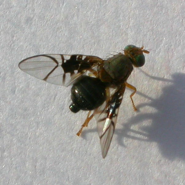 Tephritid Fruit Fly female