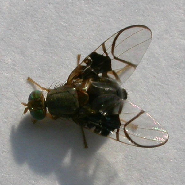 Hawthorn Fruit Fly
