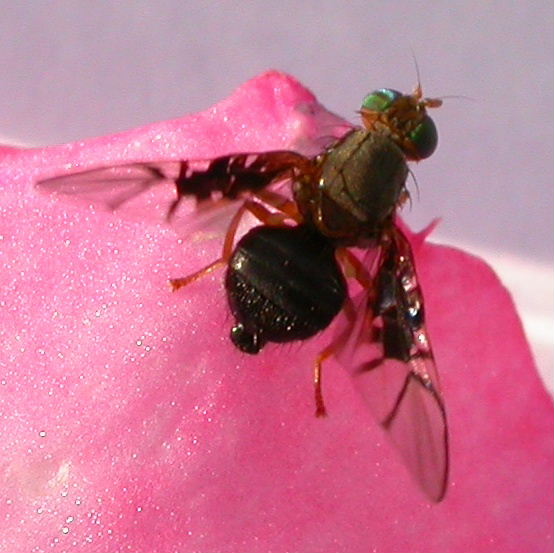 Hawthorn Fruit Fly female