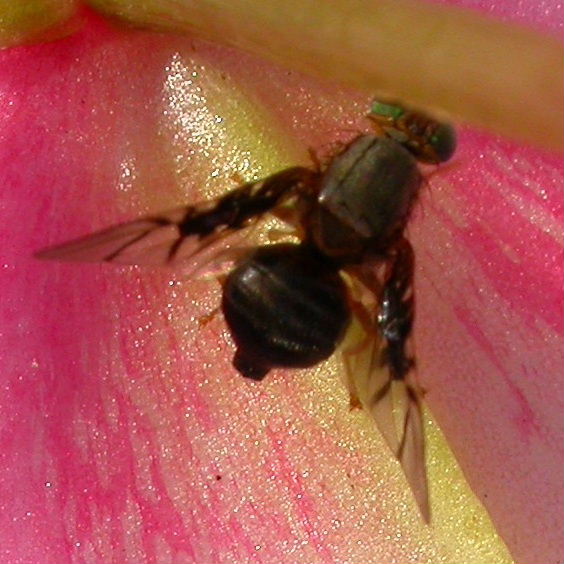 Hawthorn Fruit Fly
