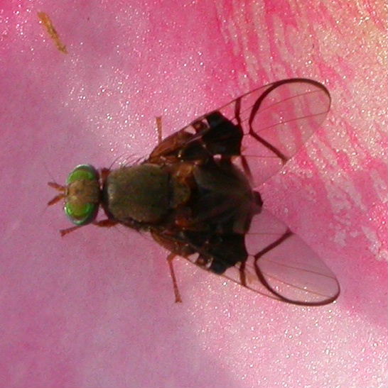 Anomoia purmunda