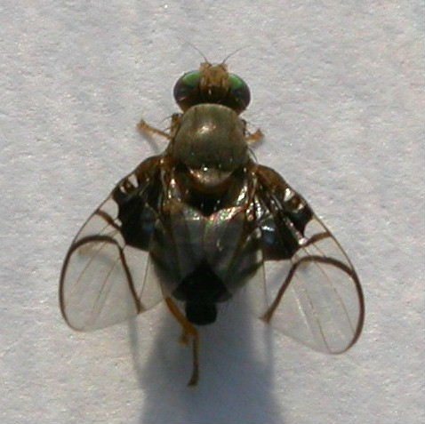 Hawthorn Fruit Fly