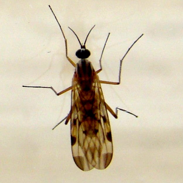Window Gnat
