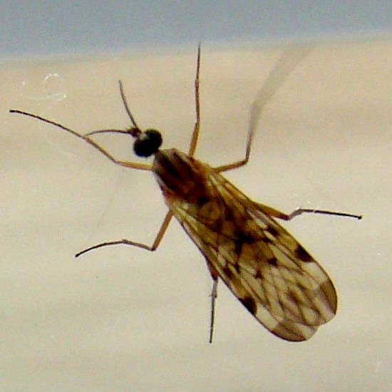 Window Gnat