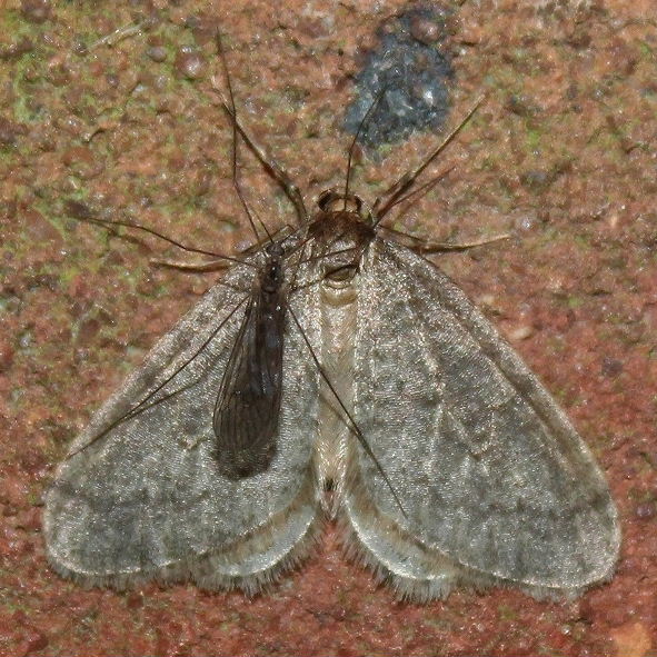 Winter Gnat and November Moth