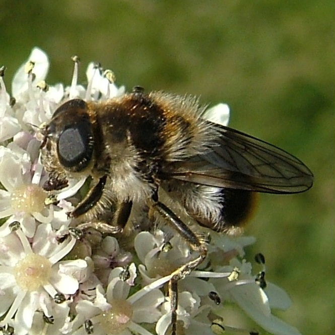 Cheilosia illustrata hoverfly