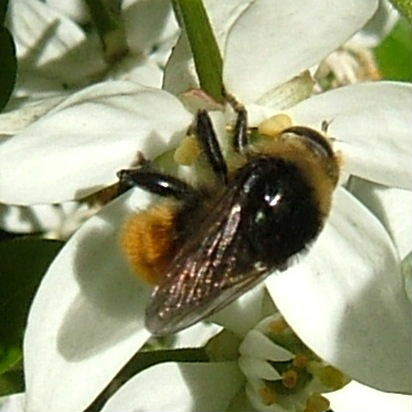Greater Bulb Fly - Merodon equestris