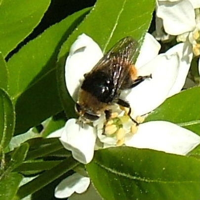 Greater Bulb Fly - Merodon equestris