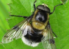 Volucella bombylans hoverfly