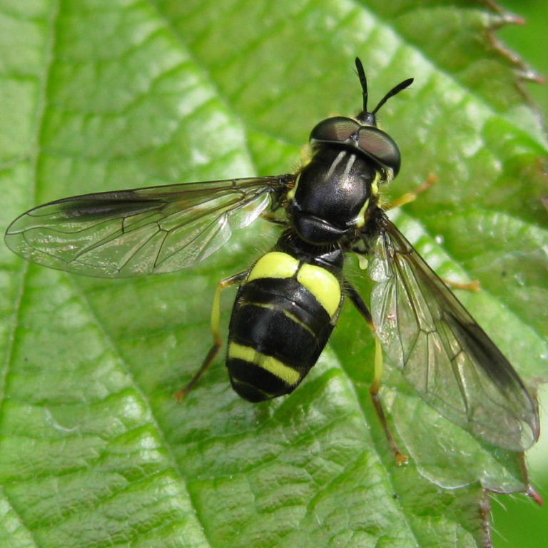 Chrysotoxum bicinctum hoverfly male