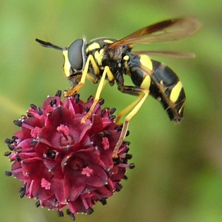 Chrysotoxum bicinctum hoverfly