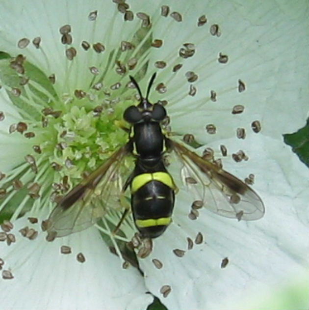 Chrysotoxum bicinctum hoverfly