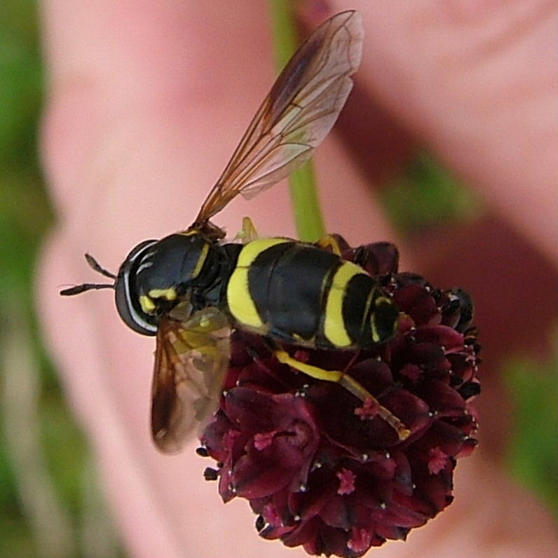 Chrysotoxum bicinctum hoverfly