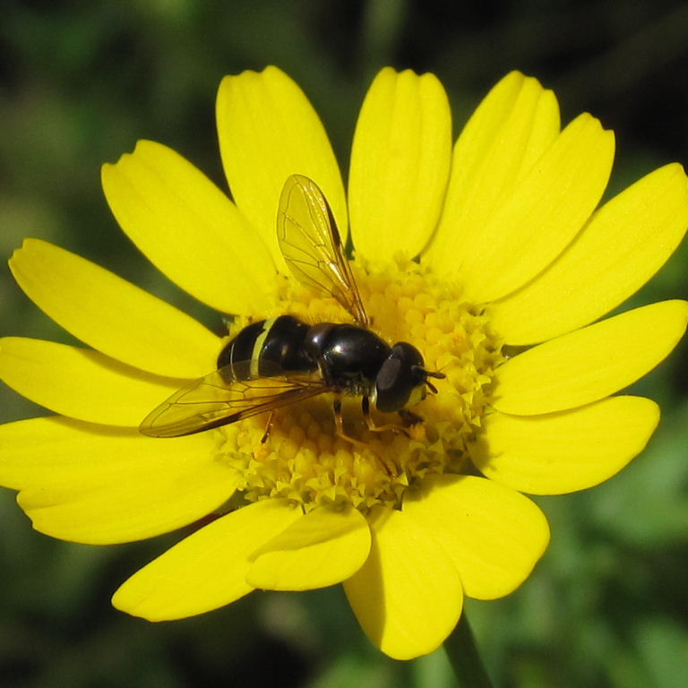 Dasysyrphus tricinctus hoverfly