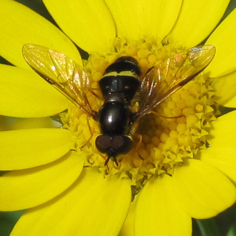 Dasysyrphus tricinctus hoverfly