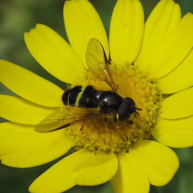 Dasysyrphus tricinctus hoverfly