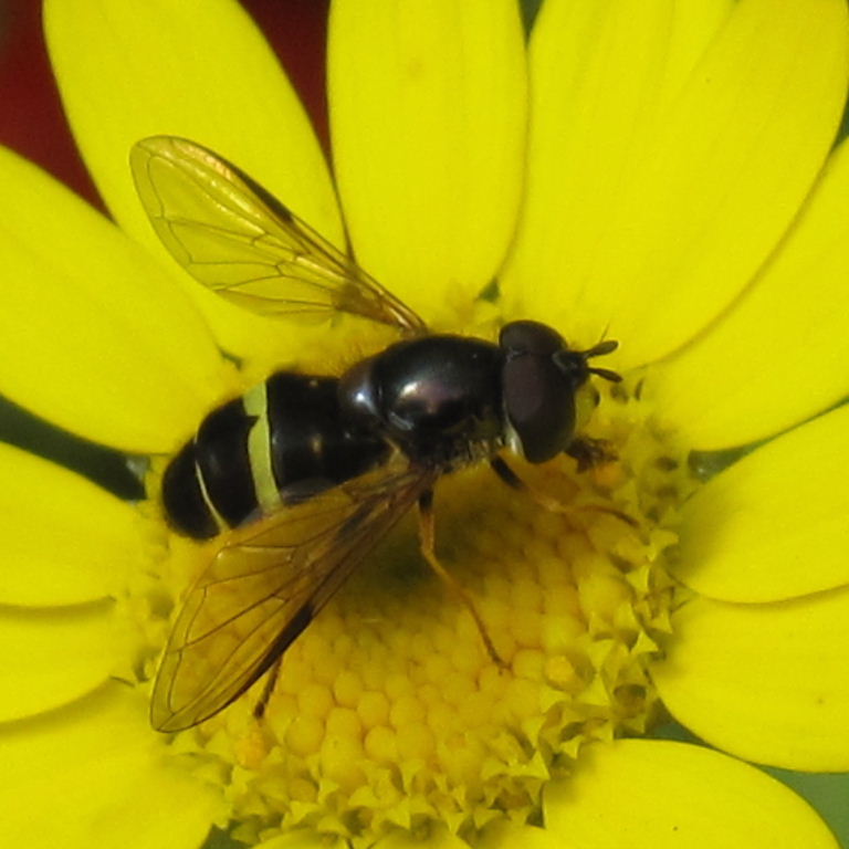 Dasysyrphus tricinctus hoverfly