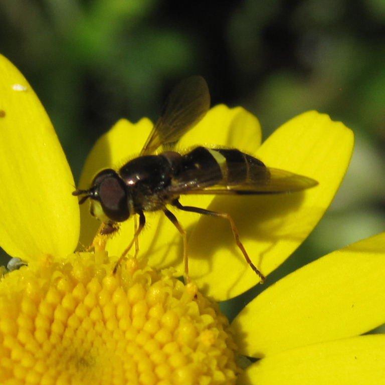 Dasysyrphus tricinctus hoverfly