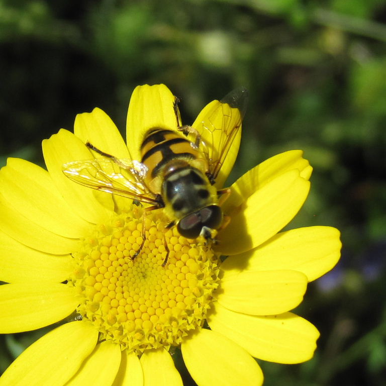 Batman hoverfly male