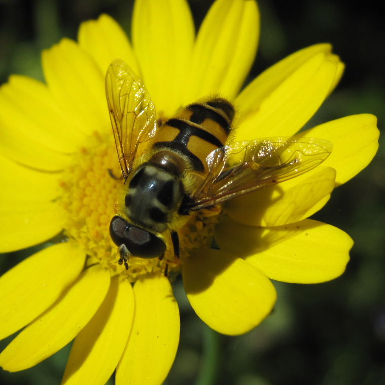 Batman hoverfly male