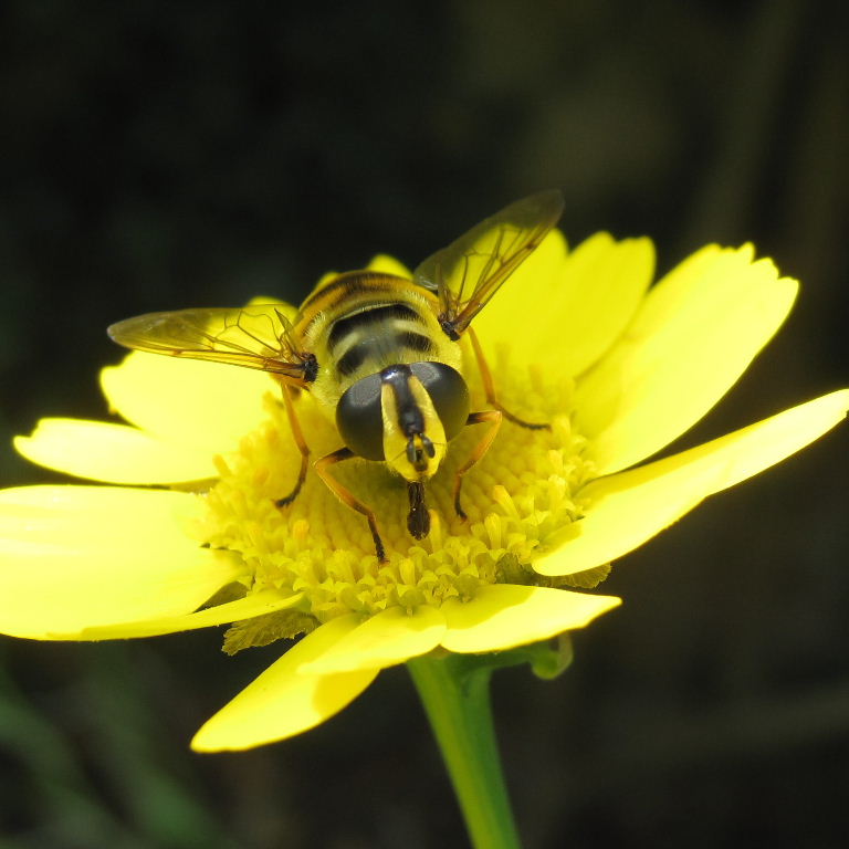 Batman hoverfly female