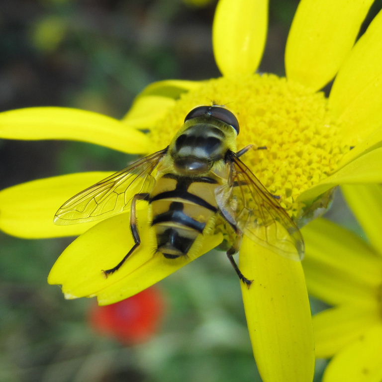 Batman hoverfly male