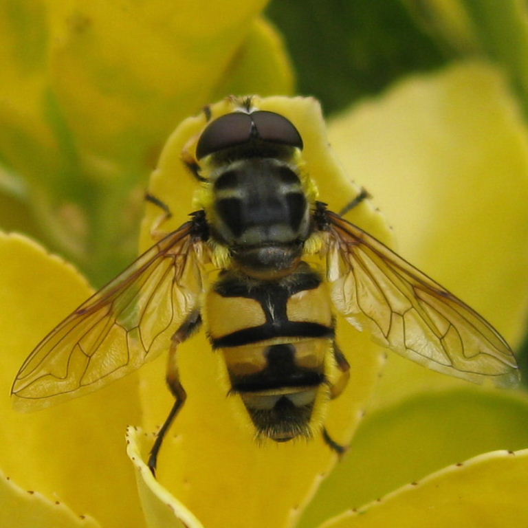 Dead Head hoverfly male
